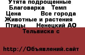 Утята подрощенные “Благоварка“,“Темп“ › Цена ­ 100 - Все города Животные и растения » Птицы   . Ненецкий АО,Тельвиска с.